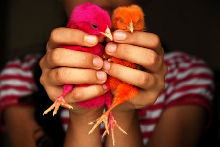 colorful chicks with children. High quality photoの写真素材
