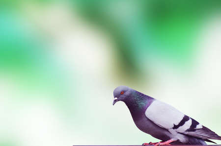 duif, pigeon, gÃ¼vercinの写真素材