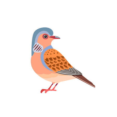 Cute dove. European Turtle Dove. Wildlife scene with Streptopelia turtur is a member of the bird...