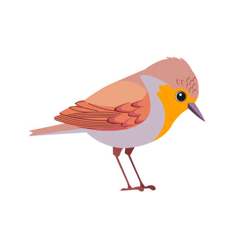 Robin bird cartoon flat beautiful character of ornithology, vector illustration isolated on white backgroundのイラスト素材