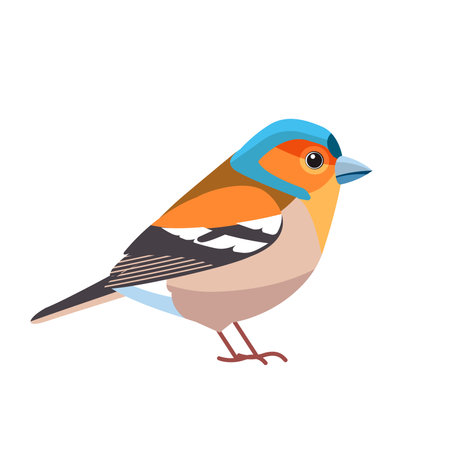 Chaffinch. Scientific name: Fringilla coelebs. Common chaffinch bird in the finch family Cartoon flat style beautiful character of ornithology, vector illustration isolated on white backgroundのイラスト素材