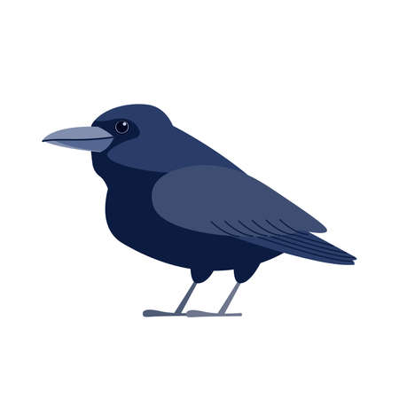 Crow raven bird. Black bird Cartoon flat style beautiful character of ornithology, vector illustration isolated on white backgroundのイラスト素材