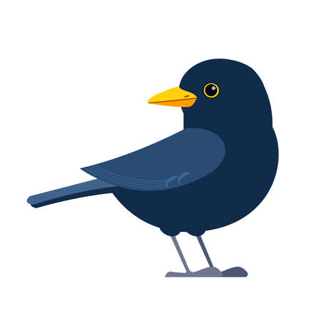 Common blackbird is a species of true thrush. It is also called Eurasian blackbird. Scientific name Turdus merula. Cartoon flat style character of ornithology, vector illustration isolated on whiteのイラスト素材
