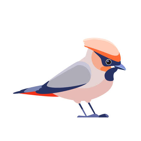Bohemian waxwing Bombycilla garrulus is a bird of the Bombycillidae family. Waxwing bird Cartoon flat character of ornithology, vector illustration isolated on white backgroundのイラスト素材
