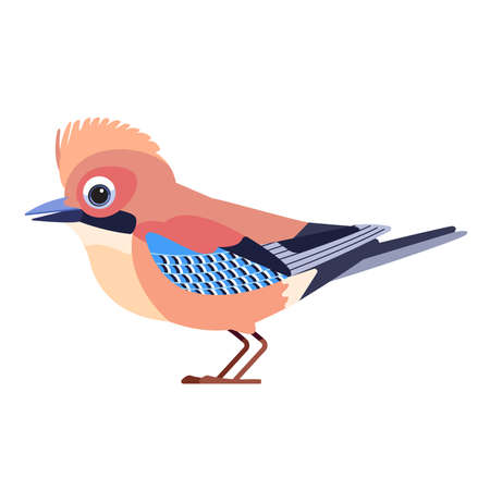 Eurasian Jay Garrulus glandarius . Birdd Cartoon flat style beautiful character of ornithology, vector illustration isolated on white backgroundのイラスト素材