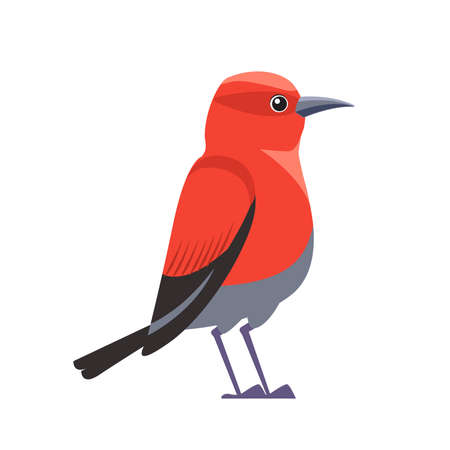 Red bird Apapane Hawaiian Honeycreeper. Exotic Rare bird of the critically endangered Apapane Endemic Bird of the Hawaiian. Cartoon flat vector illustration isolated on white backgroundのイラスト素材