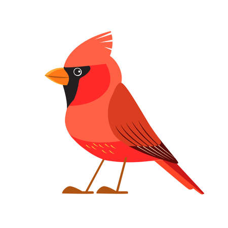 Northern cardinal is a bird in the genus Cardinalis, it is also known as the redbird. Songbird Cartoon flat style beautiful character of ornithology, vector illustration isolated on white backgroundのイラスト素材