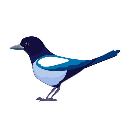 Magpies are birds of the Corvidae family. Bird Cartoon flat style beautiful character of ornithology, vector illustration isolated on white backgroundのイラスト素材
