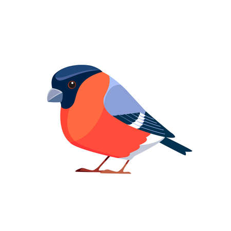 Bullfinch is a small passerine bird in the finch family, Fringillidae. Pyrrhula pyrrhula. Bird Cartoon flat style beautiful character of ornithology, vector illustration isolated on white background..のイラスト素材