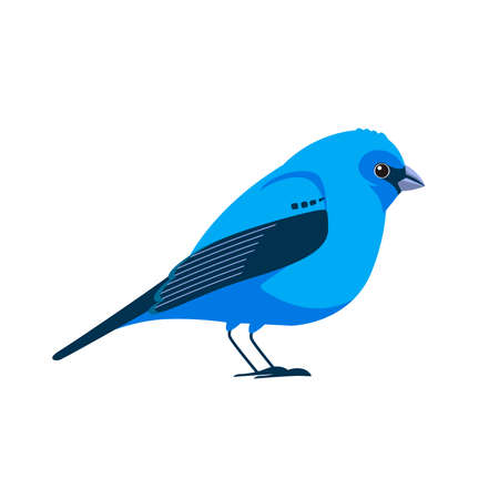 Indigo bunting is a small seed-eating bird in the cardinal family, Cardinalidae. Blue Bird Cartoon flat style beautiful character of ornithology, vector illustration isolated on whiteのイラスト素材