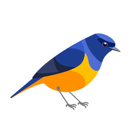 Niltava or Rufous-bellied niltava is a species of bird in the family Muscicapidae. Tropical Passerine Bird Cartoon flat style beautiful character of ornithology, vector illustration isolated on whiteのイラスト素材