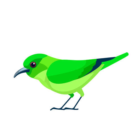 Green honeycreeper is a small bird in the tanager family. Chlorophanes spiza. Exotic blue Bird Cartoon flat style beautiful character of ornithology, vector illustration isolated on whiteのイラスト素材