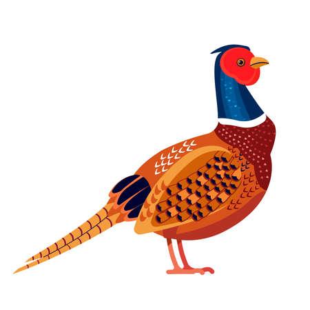 Pheasant is a bird in the family Phasianidae. Phasianus colchicus. Ring necked pheasant Bird Cartoon flat vector illustration isolated on white backgroundのイラスト素材