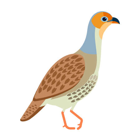 Grey francolin is a species of francolin. Francolinus pondicerianus. Cartoon, flat style character of ornithology, vector illustration isolated on white backgroundのイラスト素材