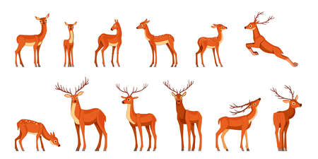 Cute deer with antlers, vector illustration set. Standing, jumping and grazing. Cartoon flat style drawing isolated on a white backgroundのイラスト素材