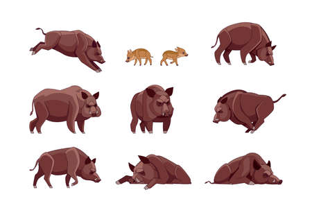Set of Wild boar in different poses looking, running, walking, sleeping, attack. Wild forest creature different poses. Vector flat cartoon character of big mammal animal illustrations isolatedのイラスト素材