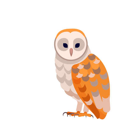 Barn owl with white face and brown wings, side view. Wild forest bird. Carnivore Hunter Bird Cartoon flat style character of ornithology, vector illustration isolated on whiteのイラスト素材