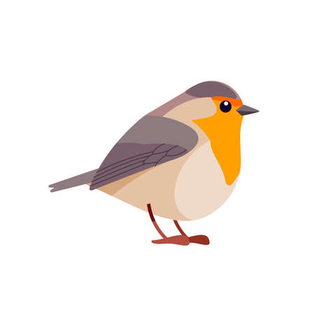 Robin is a small insectivorous passerine bird that belongs to the chat subfamily flycatcher family. Bird Cartoon flat style beautiful character of ornithology, v vector illustration isolated.のイラスト素材