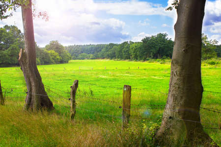 two trees and a meadow in the backgroundの写真素材