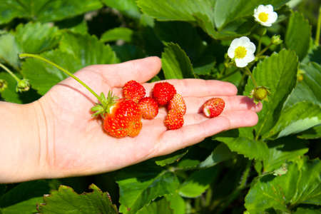 fresh strawberries on a handの写真素材