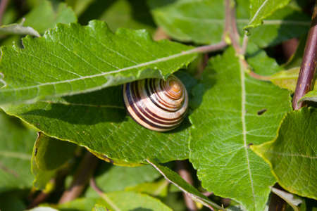 snail on a green leafの写真素材