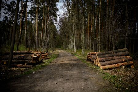 forest track