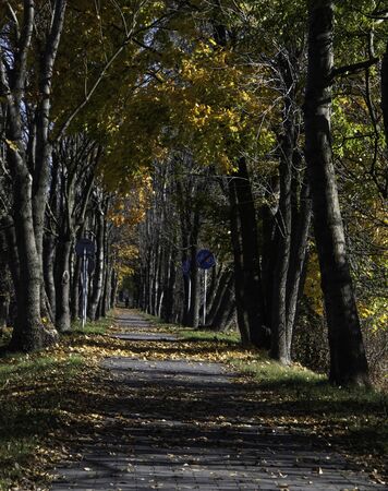 park alleyの写真素材