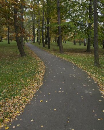 alley in the parkの写真素材