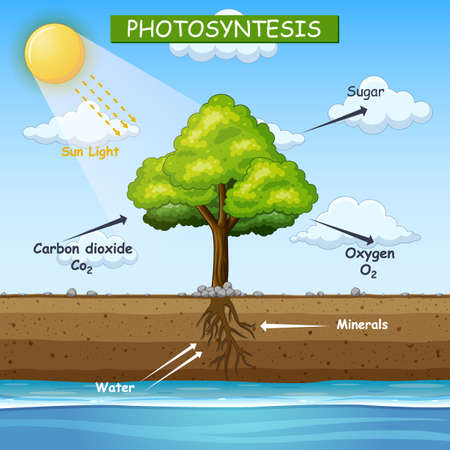 Diagram showing process of photosynthesis in tree illustrationのイラスト素材