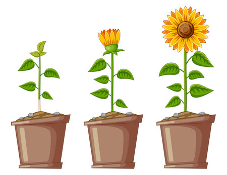 Cartoon Three Pots Filled with Sunflowersのイラスト素材