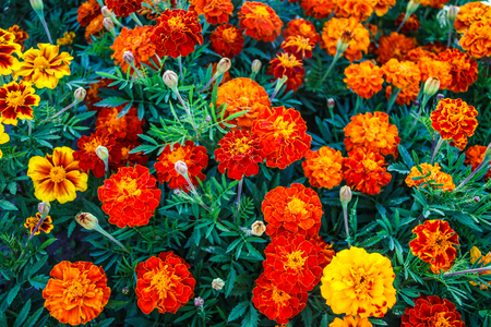 Beautiful flowers of calendula, marigolds in the garden.の写真素材