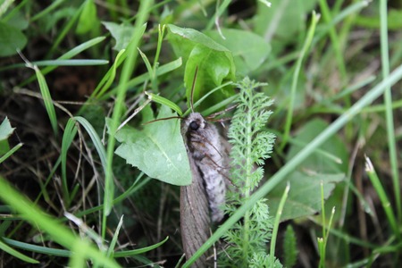 Night fluffy white moth crawling in the green grass.の写真素材