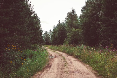 Road in the woods on a summer day.の写真素材