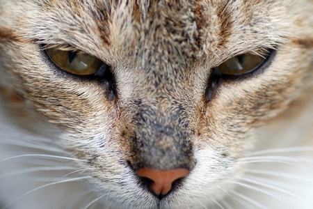 The cat is looking us very dangerously.