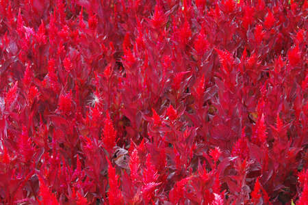Beautiful red flowers in park in the city.