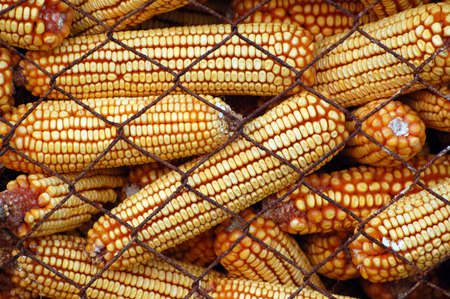 It is the harvest time of corn.の写真素材