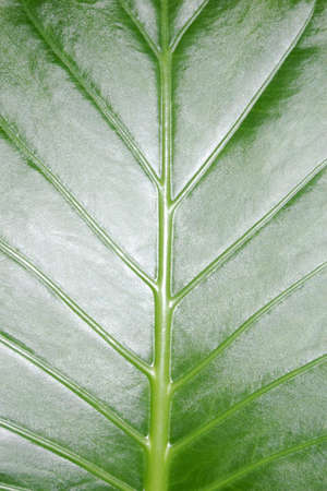 Organic texture of green leaf as background.