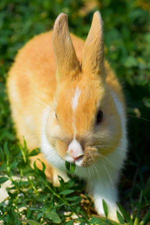 Little cute bunny is eating on the grass.の写真素材