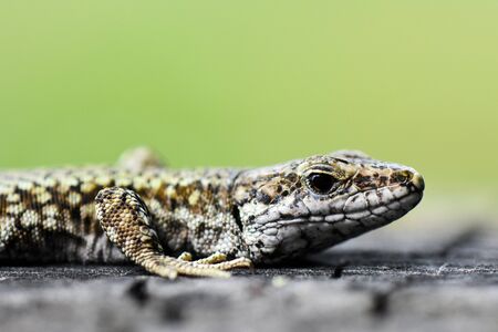 The lizard lies on the green background.の写真素材