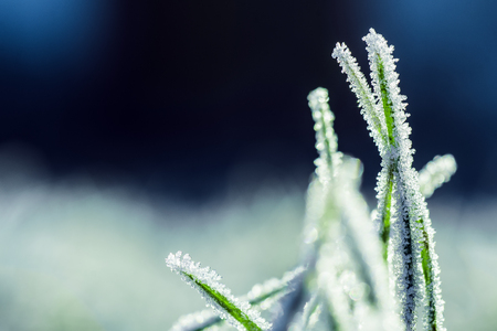 Frosted grass is on white and blue background.の写真素材