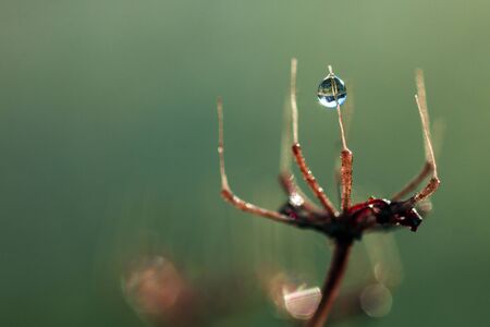 Water drop on red plant on green background.