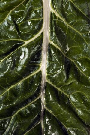 Close-up photo about a dark green leaf of mangold.の写真素材