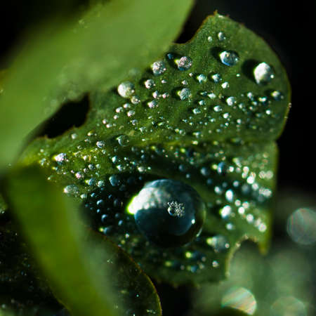 Water drops are on a green leaf.