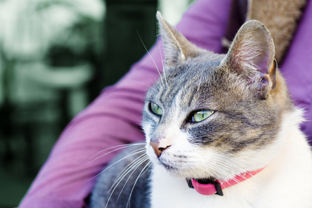Macro photo about a domestic tabby and white cat.の写真素材