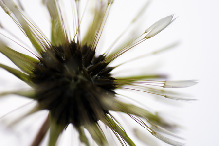Macro photo about a wet dandelion after rain.の写真素材