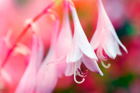 Beautiful purple flower is on colorful background.の写真素材