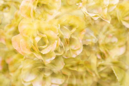 Beautiful yellow roses are as texture background.の写真素材