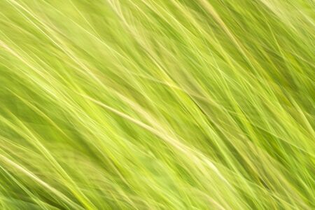 The abstract green grass is blurry in motion.の写真素材