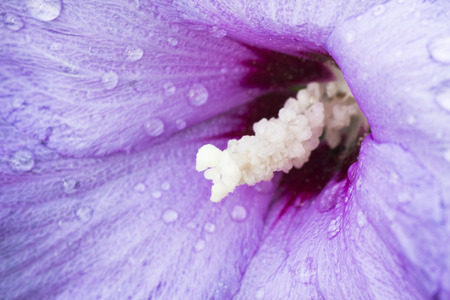 Macro photo about a middle of hibiscus flower.の写真素材