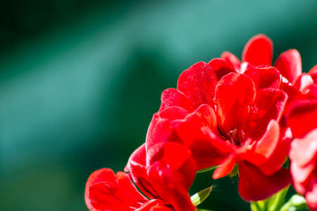 Macro photo about red flowers on green background.の写真素材